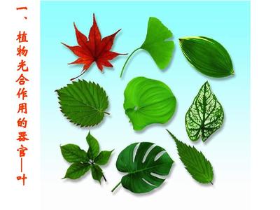 植物光合作用的場所