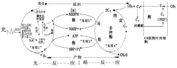 高考必考點丨有了&ldquo;光合作用四個車輪&rdquo;示意圖，學起來如此輕松!