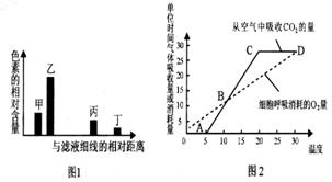 下列圖1表示利用大豆幼苗的綠葉進(jìn)行色素提取和分離實(shí)驗(yàn)的結(jié)果,圖2表示溫室中該幼苗的光合速率 呼吸速率隨溫度變化的曲線 據(jù)圖分析錯誤的是 a.甲 乙主要吸收藍(lán)紫光和紅光