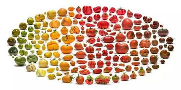 千禧果是個(gè)什么果 關(guān)于 千禧果,圣女果 的是是非非