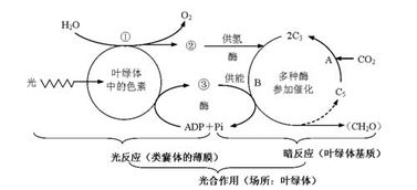 光合作用生成一個o2 產生幾個 消耗幾個c3生成幾個 c6h1206
