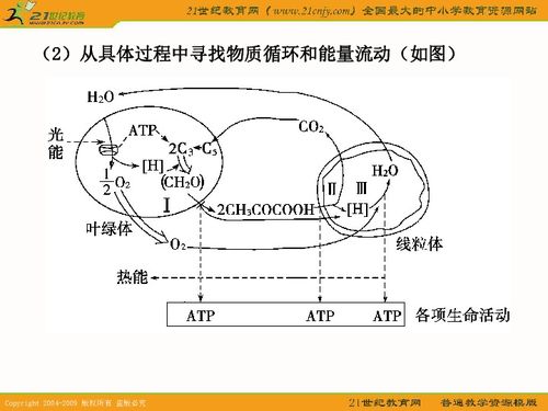 高三2011年一輪復(fù)習(xí)系列課件之光合作用和細(xì)胞呼吸的知識(shí)梳理與題型探究下載 生物 21世紀(jì)教育網(wǎng)