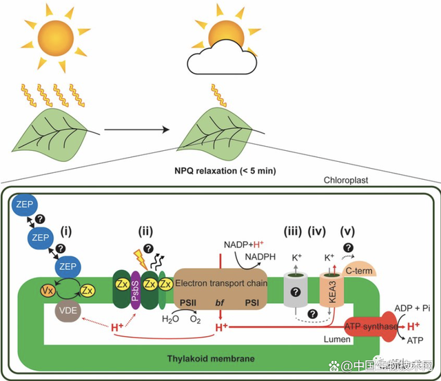提高光合作用效率 大豆無肥增產(chǎn)20%的關(guān)鍵路徑
