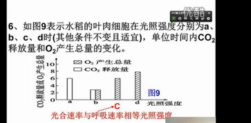光合作用 生命的能量源泉